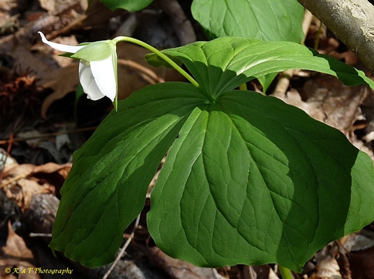 {Trillium flexipes}
